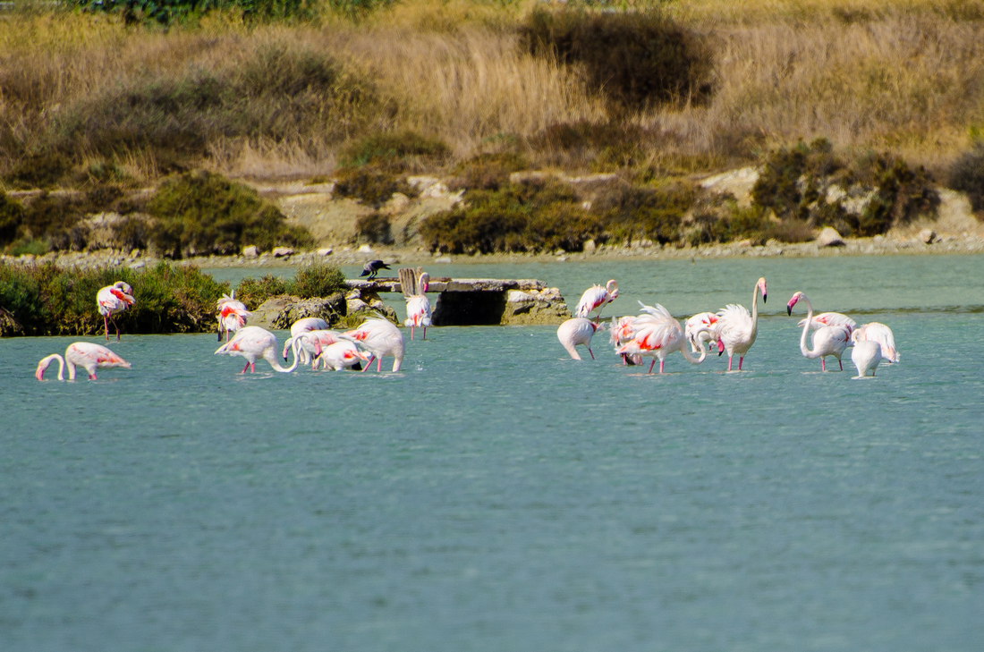 Parco regionale di Molentargius - Saline, cosa vedere a Cagliari