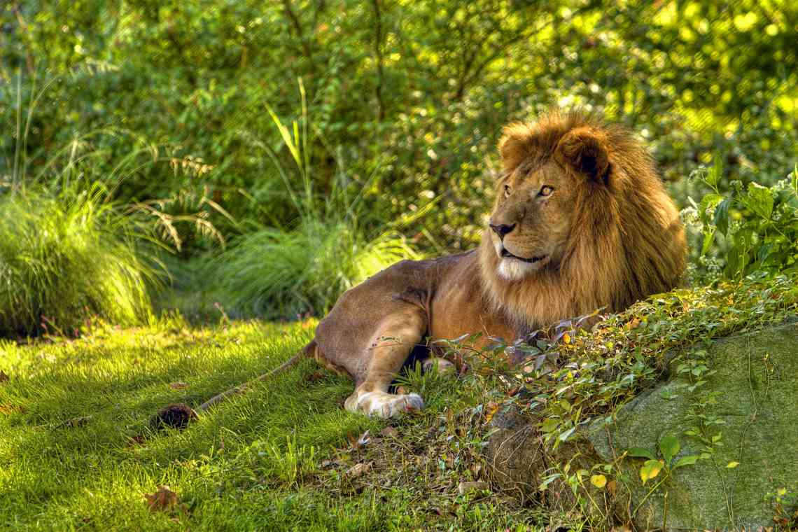 Lo Zoo del Bronx, cosa vedere con i bambini a New York