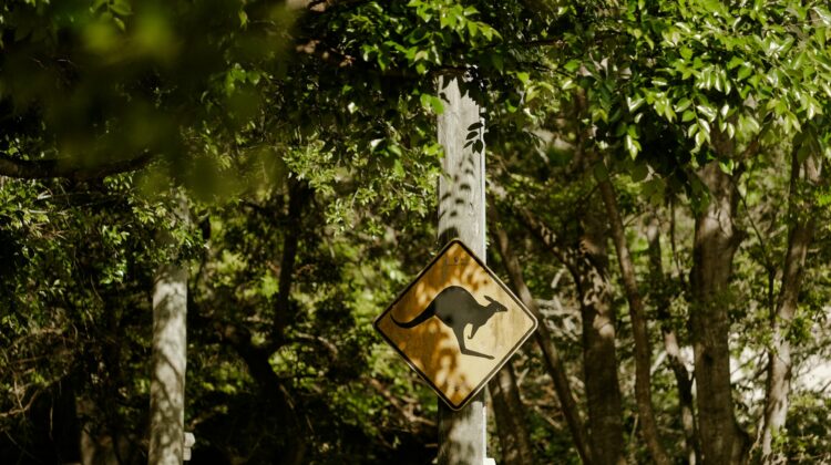 Segno di attraversamento dei canguri, Australia